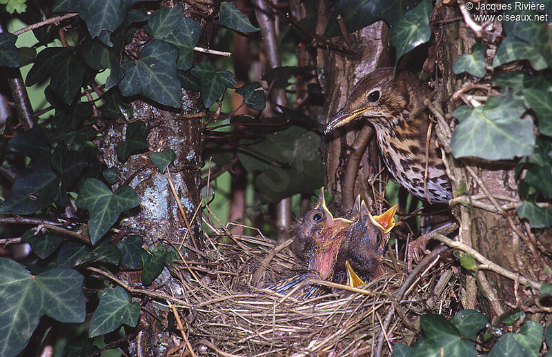 Song Thrushjuvenile, Reproduction-nesting