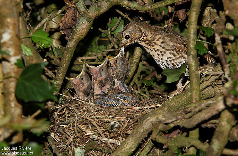 Song Thrush, Reproduction-nesting