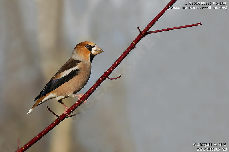 Hawfinch male adult post breeding, identification