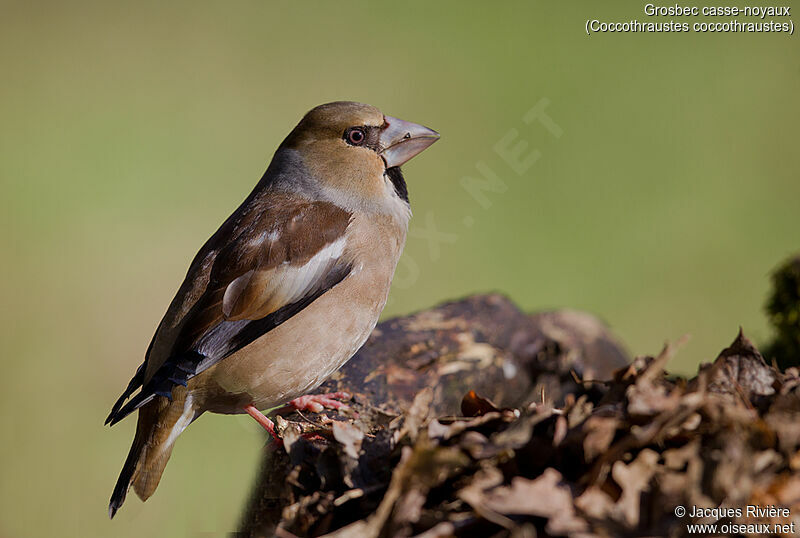Hawfinch female adult transition, identification