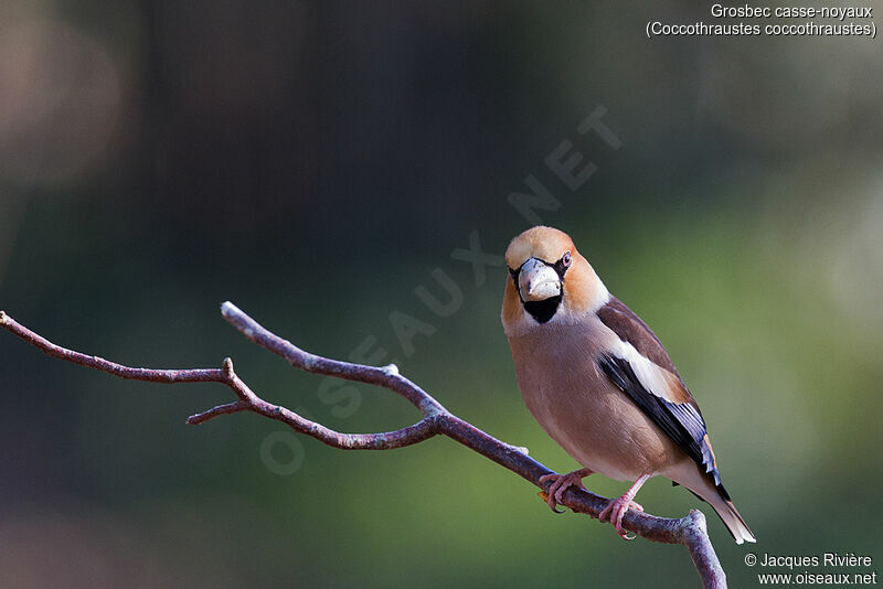 Hawfinch male adult transition, identification