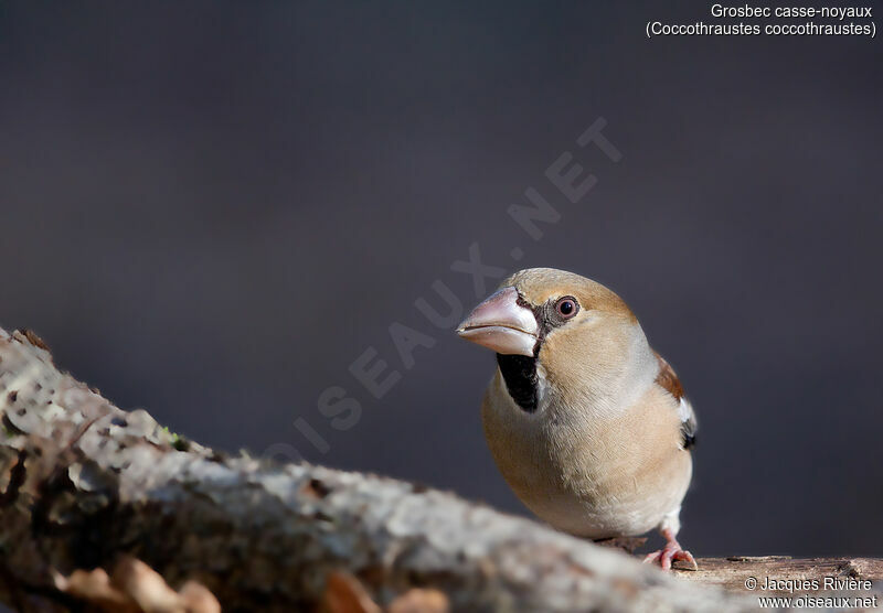 Hawfinch male adult