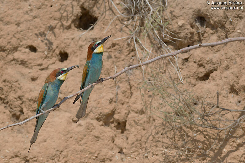 European Bee-eater adult breeding