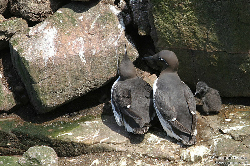 Common Murre adult breeding, Reproduction-nesting