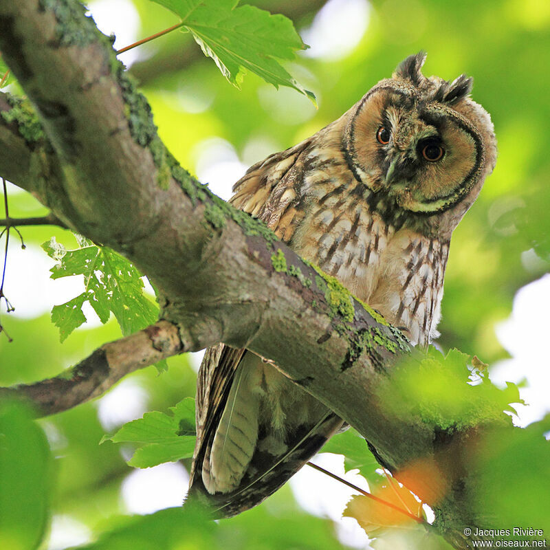 Long-eared Owlimmature