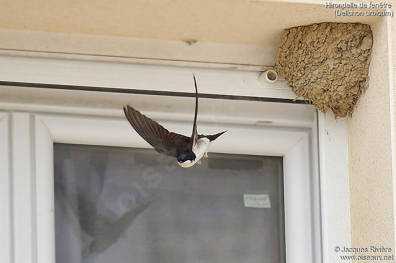 Common House Martinadult breeding, identification, Flight, Reproduction-nesting