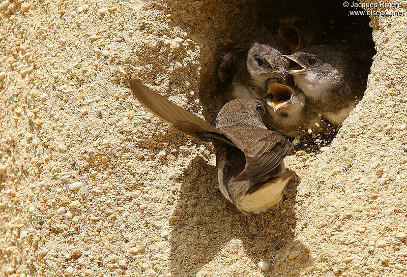 Sand Martinadult breeding, Reproduction-nesting