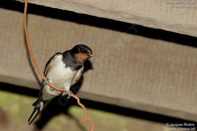 Barn Swallow female adult breeding, identification