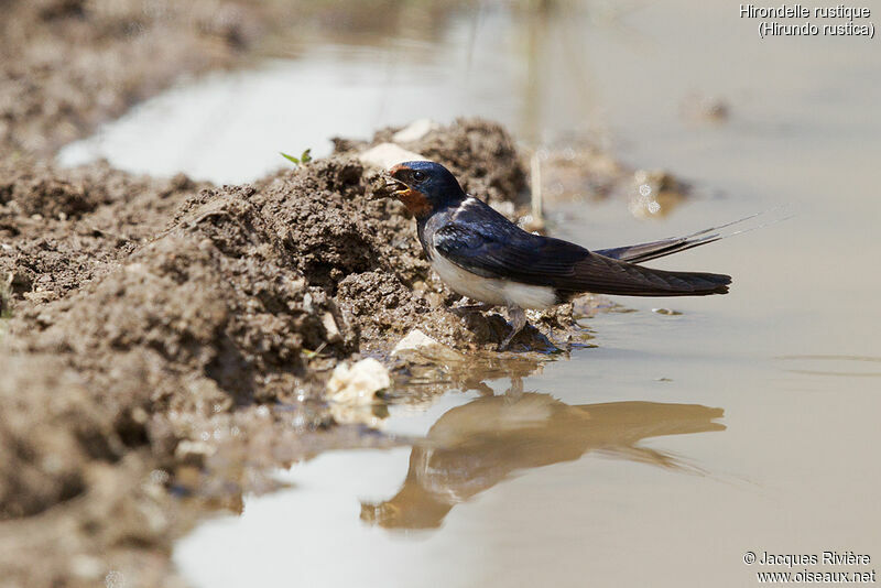 Barn Swallow female adult breeding, identification, Reproduction-nesting
