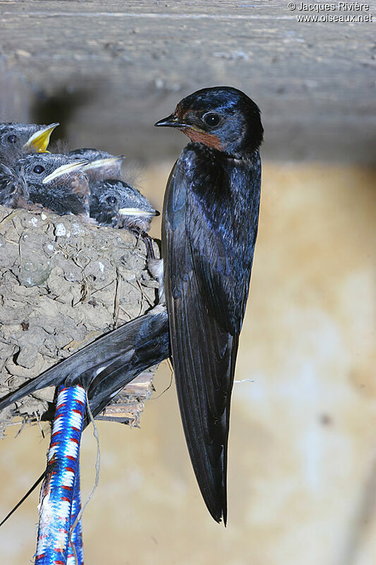 Barn Swallowadult breeding, Reproduction-nesting