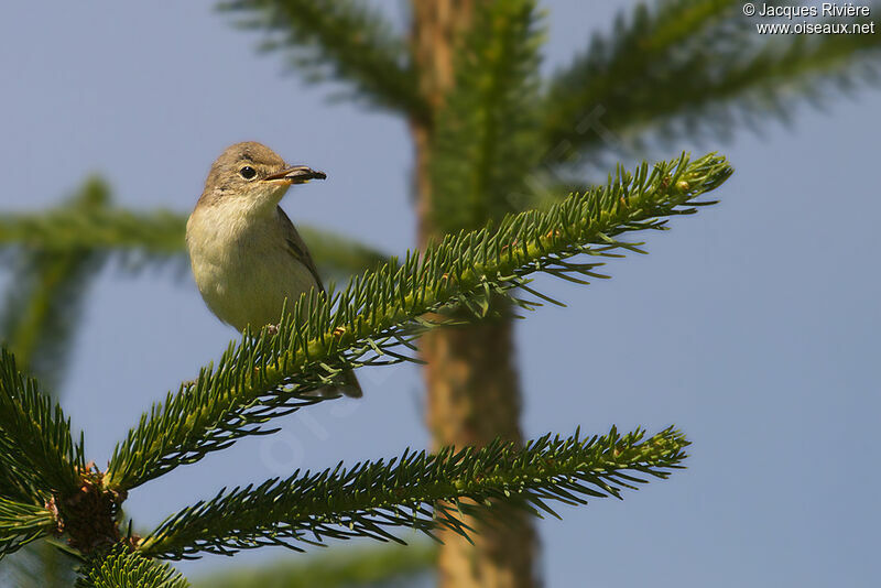 Melodious Warbler female adult breeding