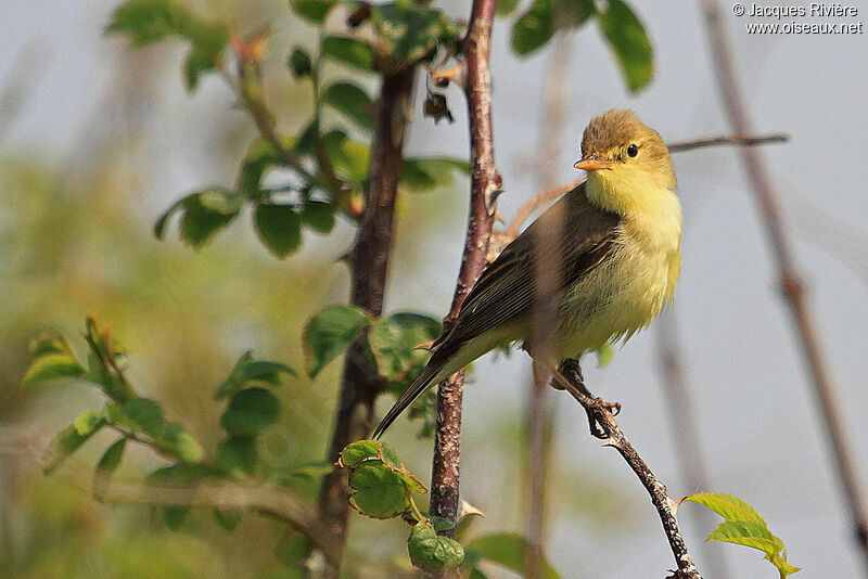 Melodious Warbler male adult breeding