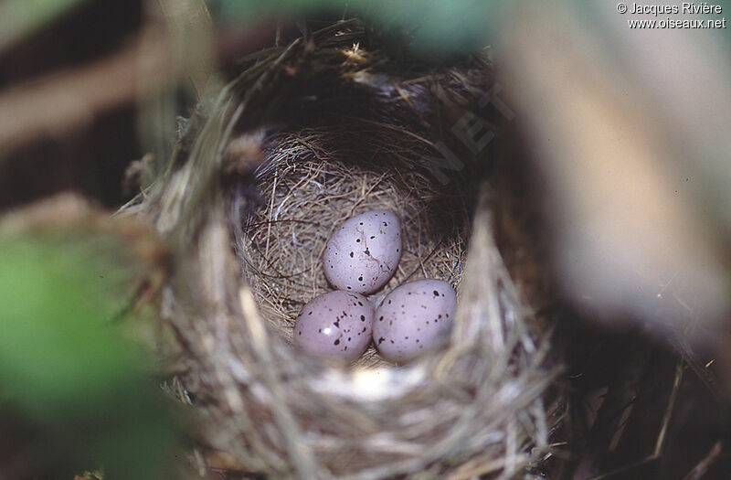 Melodious Warbler, Reproduction-nesting