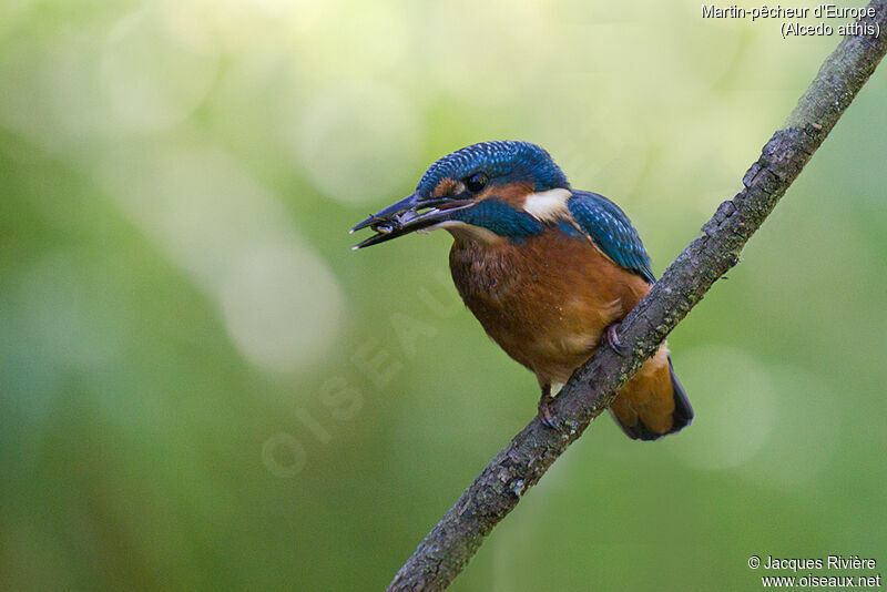 Common Kingfisher male immature, identification, fishing/hunting