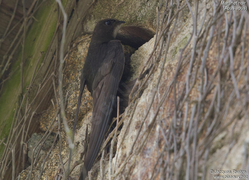 Common Swiftadult, identification, Reproduction-nesting
