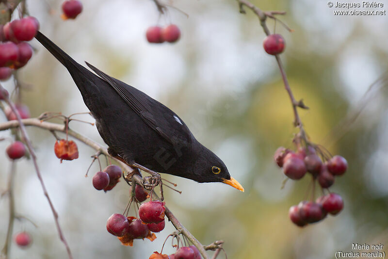 Common Blackbird male adult breeding, habitat, eats