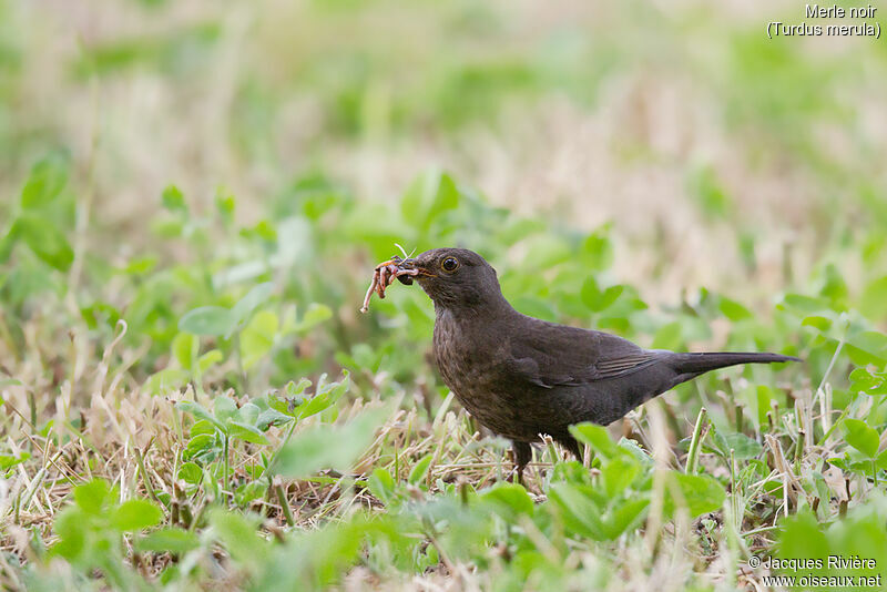 Common Blackbird female adult breeding, identification, Reproduction-nesting