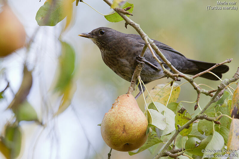 Common Blackbird female adult post breeding, identification, eats