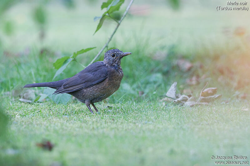 Common Blackbird female First year, identification
