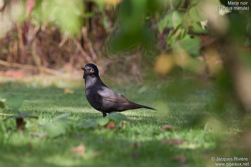 Common Blackbird male First year, identification