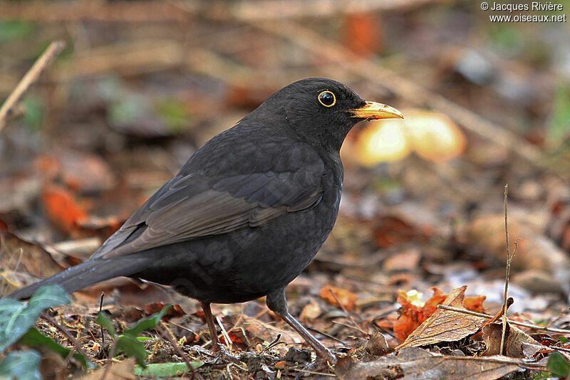 Common Blackbird male adult post breeding