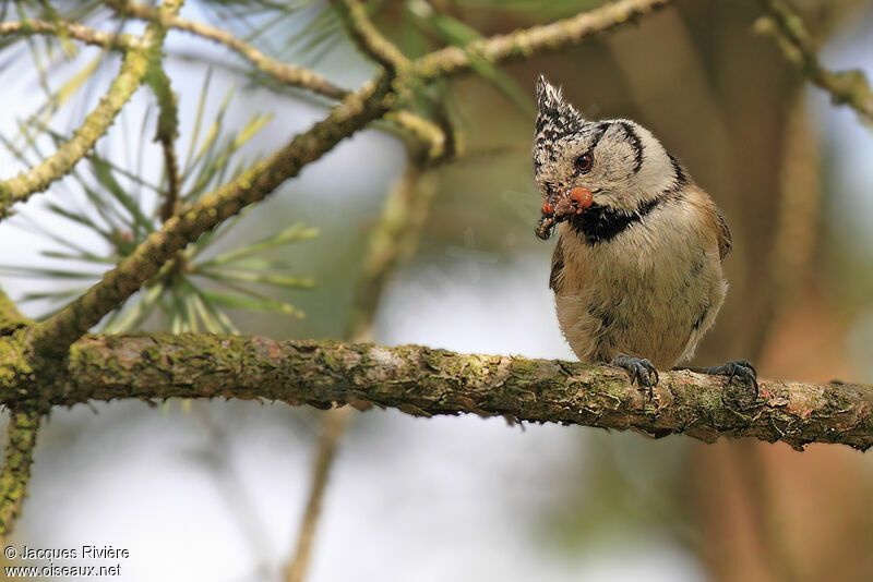 Crested Tit male adult breeding, Reproduction-nesting