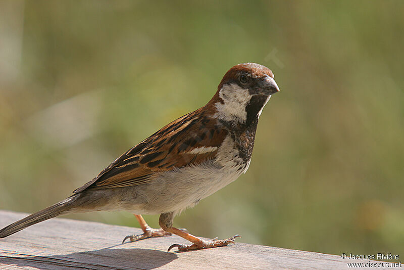 Italian Sparrow male adult breeding