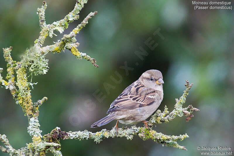 House Sparrow female adult breeding, identification