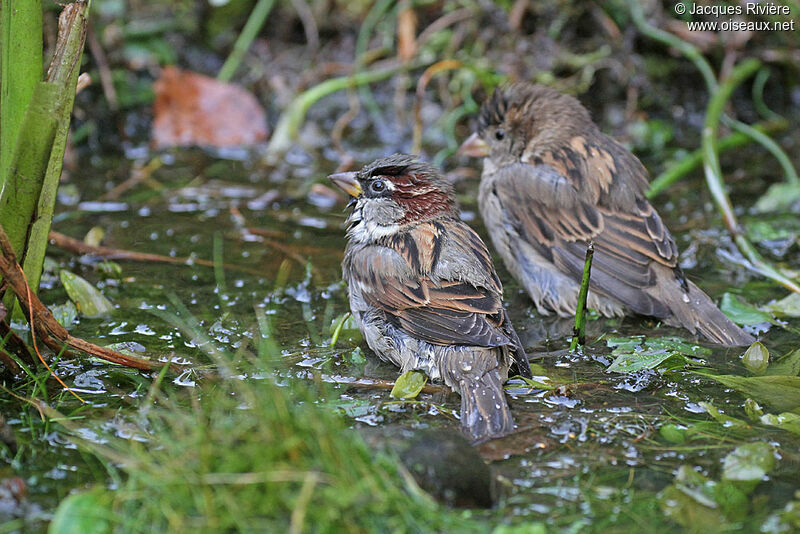 House Sparrow adult breeding, Behaviour