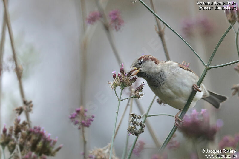 House Sparrow male adult, eats