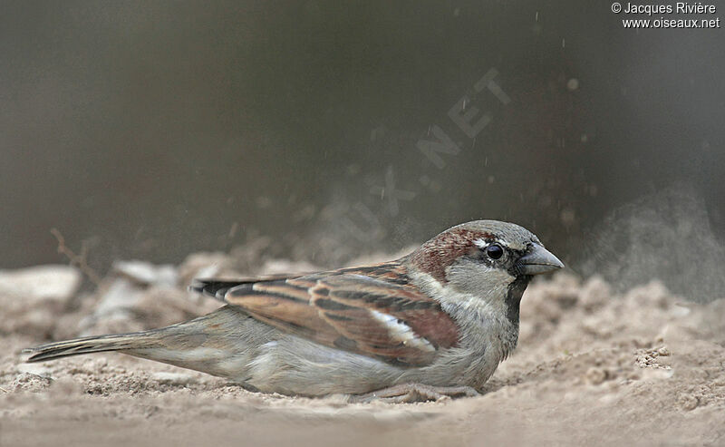 House Sparrow male adult breeding, Behaviour