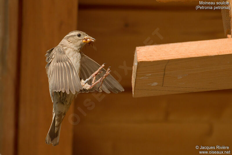 Rock Sparrow female adult breeding, identification, Reproduction-nesting