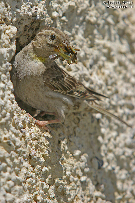 Rock Sparrowadult breeding, Reproduction-nesting