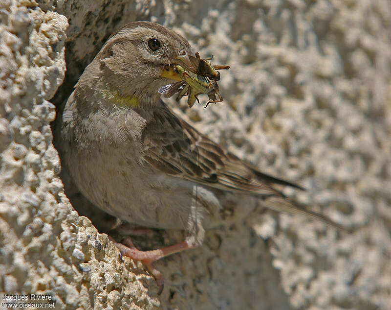 Rock Sparrowadult breeding, feeding habits, Reproduction-nesting