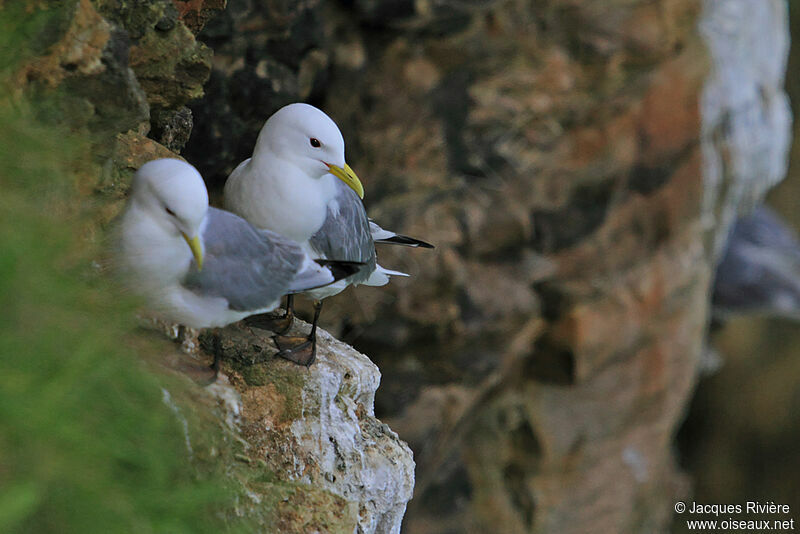Mouette tridactyle adulte nuptial