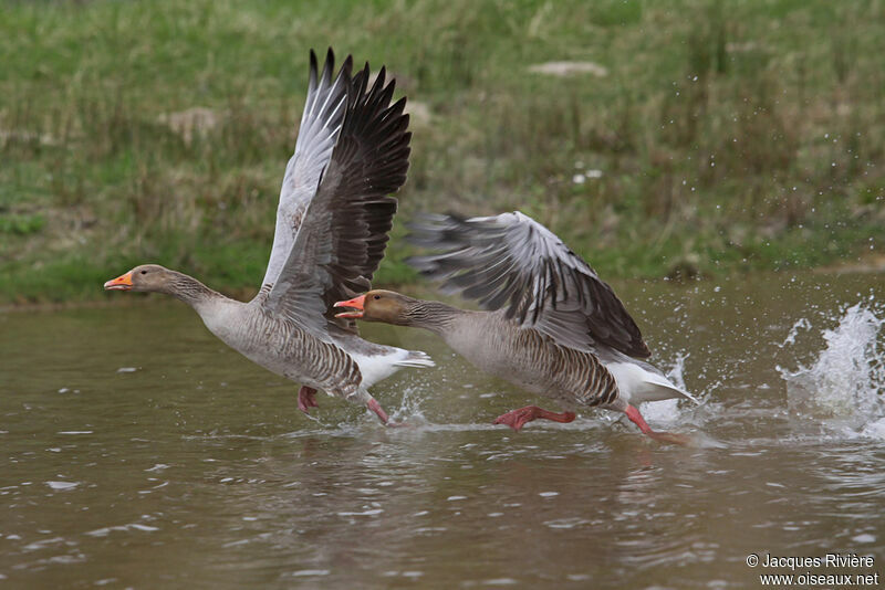 Greylag Goose adult breeding, Flight
