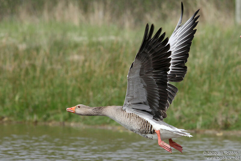 Greylag Goose female adult breeding, Flight