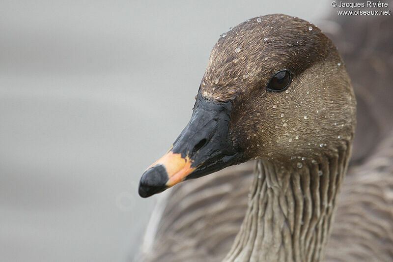 Taiga Bean Goose, close-up portrait
