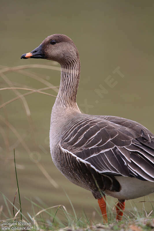 Taiga Bean Goose female adult breeding
