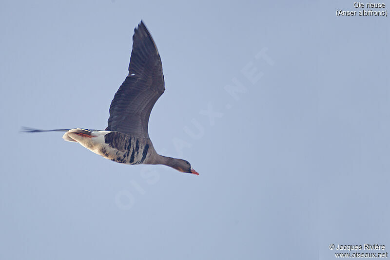 Greater White-fronted Gooseadult breeding, Flight
