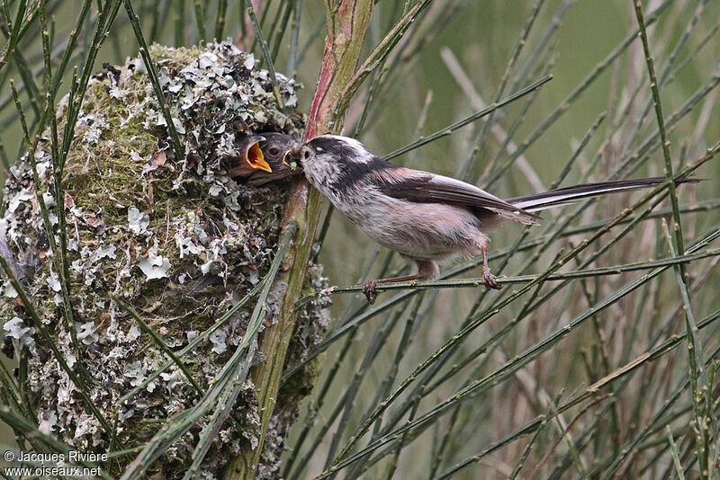Long-tailed Titadult breeding, Reproduction-nesting