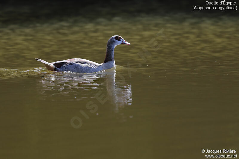Egyptian Goose female adult breeding, identification, swimming