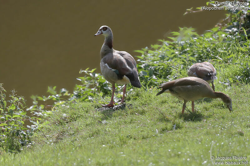 Egyptian Goose, identification, eats