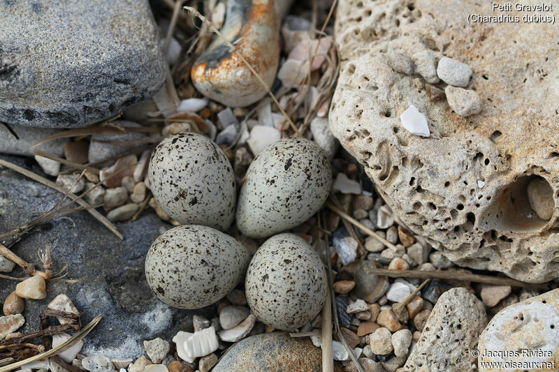Little Ringed Plover, Reproduction-nesting