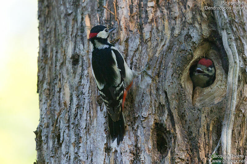 Great Spotted Woodpecker male adult breeding, identification, Reproduction-nesting
