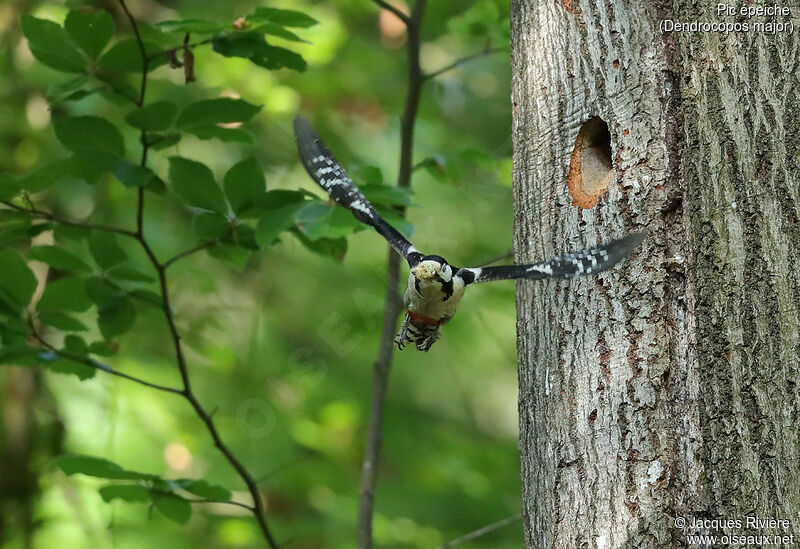 Great Spotted Woodpecker female adult breeding, Flight