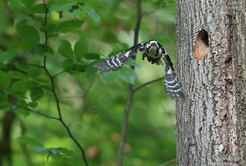 Great Spotted Woodpecker female adult breeding, Flight