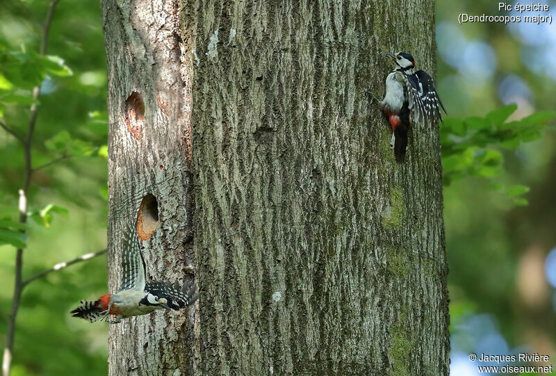 Great Spotted Woodpeckeradult breeding, Flight