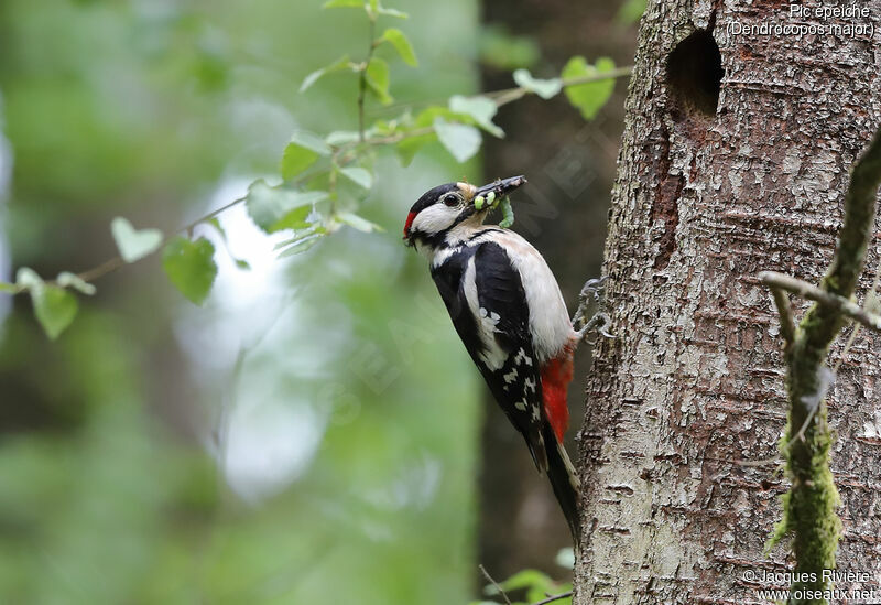 Great Spotted Woodpecker male adult, identification, Reproduction-nesting