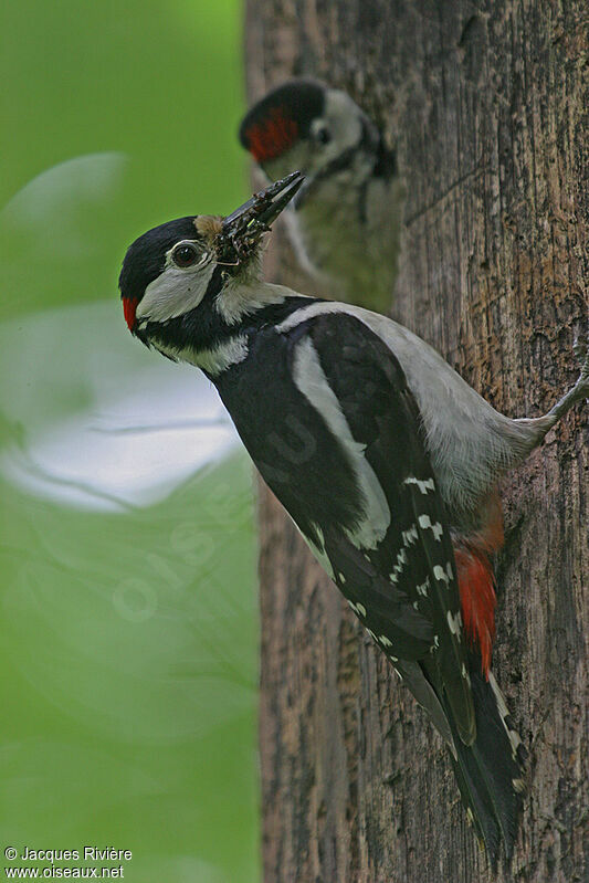Great Spotted Woodpecker male adult breeding, Reproduction-nesting